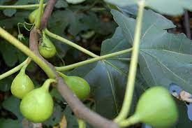 The flowers are pollinated by small wasps (that look more like flying ants and have nothing to do with yellowjackets), which have to lay their own eggs in the male fruits. Ants On Fig Trees Can Be Especially Problematic Because Many Types Of Figs Have An Opening Through Which They Can R Fig Fruit Tree Fig Tree Growing Fruit Trees