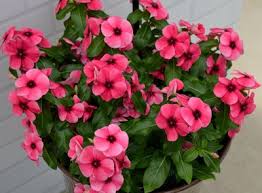 Vinca Tattoo Raspberry Vinca Periwinkle Flowers Hanging Plants