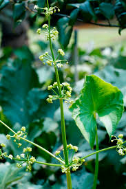 Image result for Limnophyton angolense