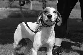 Every Buddy Deserves a Chance