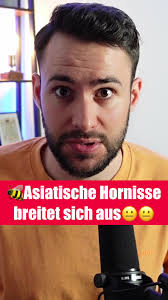 Asiatische Hornisse in Deutschland: Was du wissen solltest