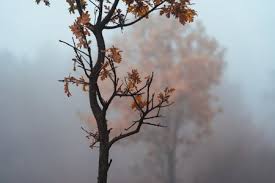 Image result for Autumn Mist 1961 GM
