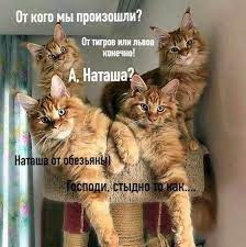 Милые коты - Стыдно, блин... 😳😾 | Facebook