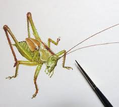 Cricket Original Watercolour Painting Insect Painting Etsy Peinture Aquarelle Peinture Aquarelle