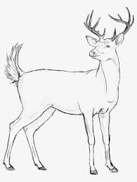 Drawing Gallary White Tailed Deer Sketch Picture Of Deer Png Image Transparent Png Free Download On Seekpng Animal deer fauna forest hoofed horned isolated mammal one png. drawing gallary white tailed deer