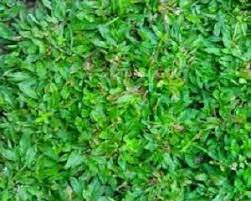 Beberapa jenis rumput sengaja ditanam sebagai tanaman hias karena mempunyai penampilan yang menarik. 4 Jenis Pupuk Untuk Rumput Gajah Mini Agar Tumbuh Sempurna Ilmubudidaya Com