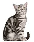 British Short Hair Silver tabby - New page
