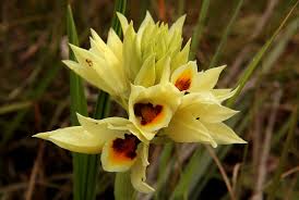 Image result for Orthochilus