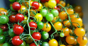 Indeterminate tomatoes form vining plants that produce new vegetative growth throughout the growing season. 17 Of The Best Cherry Tomatoes To Grow Gardener S Path