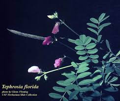 Image result for Tephrosia multijuga