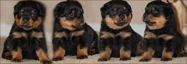 Rottweiler dog breed information, pictures, care, temperament, health, puppies, breed history. Rottweiler Breeder Illinois Rottweiler Puppies