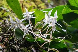 Image result for Aerangis splendida