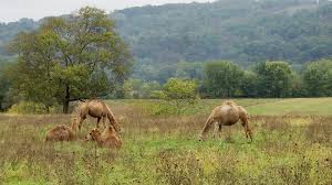 Td bank, america's most convenient bank 49 nw end blvd quakertown, pa 18951. Valley Girl Views The Camels On 405 Between Watsontown Montgomery