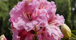 Colorful spring blossoms make them popular landscape choices. Images Of Washington State Flower Top Collection Of Different Types Of Flowers In The Images Hd