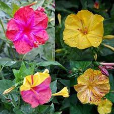 Four o'clocks have colorful blooms and are generally easy if you have the natural love for flowers, four o'clock flowers are definitely a good choice. Such Pretty Pests 4 O Clock Flower Steemit