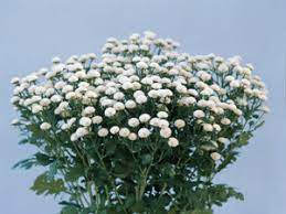 Tanacetum Matricaria Parthenium Ultra White Double 1 000 Seeds Summer Flowers To Plant Plants Planting Flowers