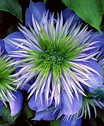 Clematis morefieldii is a rare species of flowering plant in the buttercup family known by the common names morefield's leather flower and huntsville vasevine. 900 Your Pinterest Likes Ideas In 2021 Planting Flowers Trees To Plant Buddha Teachings
