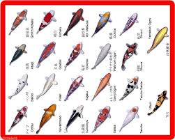 Details About Koi Fish Color Names Identification