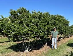 Image result for Ligustrum
