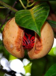 The trees take between 7 to 12 years to fruit, depending on care and location. True Nutmeg Tree Myristica Fragrans Urban Tropicals