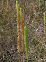 Image result for Lycopodiella caroliniana