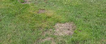 Refaire Sa Pelouse Prix Gazon Par M2 Allojardin Com