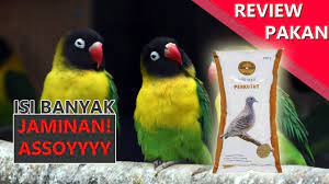 Masteran lovebird ngekek konslet fighter. Manfaat Pakan Perkutut Gold Coin Untuk Lovebird Kekinian Cute766