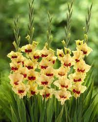Pin On Flowers Gladiolus