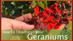 Geraniums Deadheading How To Youtube