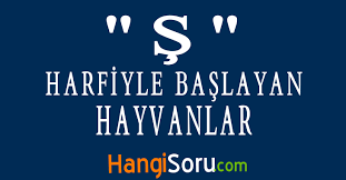 s harfiyle baslayan hayvanlar s ile hayvan ismi hangisoru com hayvanlar hayvan balina