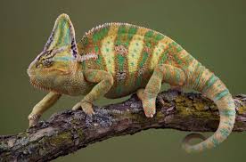Exotic pets for sale in trinidad. Exotic Pet Laws In B C
