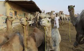 Use custom templates to tell the right story for your business. Camels Treated Cruelly In Egypt S Main Market Despite Activists Outcry Life English Edition Agencia Efe