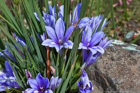 Image result for Babiana bainesii