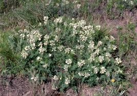 Image result for Tephrosia whyteana