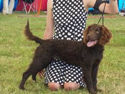 Image result for americký vodní španěl