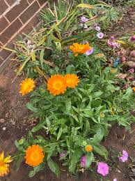 Oklahoma Gardening Community