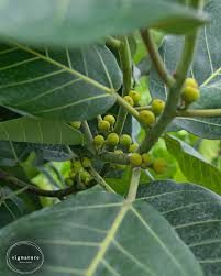 Image result for Ficus trichopoda