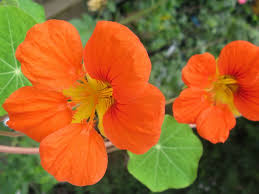 Tropaeolum Majus Garden Nasturtium World Of Flowering Plants Nasturtium Planting Flowers Plants
