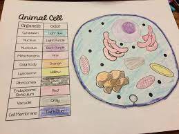 The existence of these organelles is one of the distinguishing features of animals. Https Www Opschools Org Site Handlers Filedownload Ashx Moduleinstanceid 1104 Dataid 4342 Filename Animal 20and 20plant 20cell 20coloring 20pages Pdf