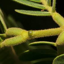 Image result for Bridelia ferruginea