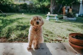 A good breeder will not only help match the perfect puppy for your family, they will also adhere to ethical and responsible canine care. Goldendoodle Puppy My Life Sunshine Lady Photography