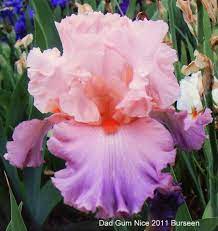 Iris Frill Of It All Iris Flowers Beautiful Flowers Pretty Flowers