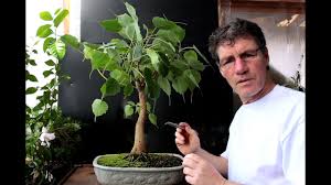 Peepal cutting to bonsai, how to make peepal bonsai from cutting, peepal tree bonsai how to how to make a bonsai tree | best bonsai for beginners : Ficus Religiosa Bonsai Mar 2016 Youtube