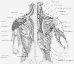 It is opposite from the chest, and the vertebral column runs down the back. Trapezius Brooklyn Reflexology