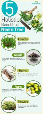Here's a look at some key findings from available research. Neem 5 Stupendous Healing Benefits Of This Wonder Tree Infographic