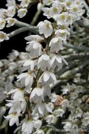 Image result for Microcoelia stolzii