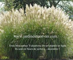 Miscanthus Sinensis Yakushima Dwarf 197 Pepiniere De Plante Vivaces Fleurs Juillet