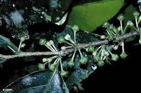 Image result for Rinorea angustifolia