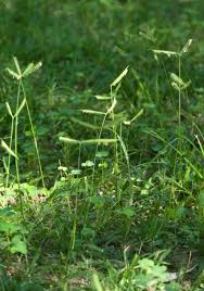 Image result for Dactyloctenium geminatum