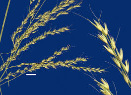 Image result for Arundinella nepalensis